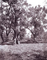 17. Alberi d'olivo nei dintorni di Palombara Sabina (Moscioni).