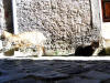 115. Gatti di Saracinesco sabato 19 febbraio 2011.