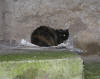 51. Sono un gatto anticolano fotografato a tradimento domenica 11 gennaio 2009.