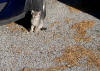 146. Gatto anticolano fotografato gioved 13 ottobre 2011.