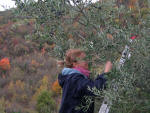 226/1000, La raccolta delle olive. Anticoli Corrado, 16 novembre 2008.