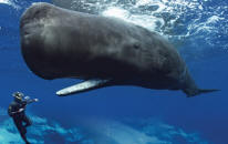 E se balene e delfini fossero umani?