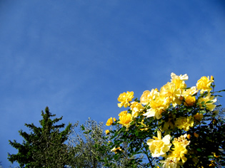 marted 12 maggio 2009: fioritura delle Rose ad Anticoli Corrado