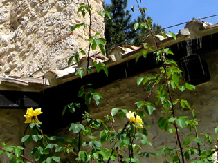 marted 12 maggio 2009: fioritura delle Rose ad Anticoli Corrado