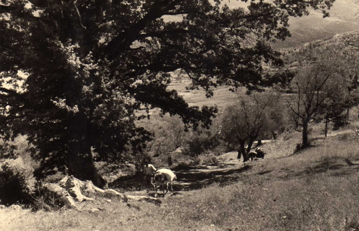 1. Contadini di Anticoli Corrado dopo la raccolta delle olive, sotto la famosa quercia nella zona chiamata "Casa Romana".