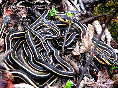 Per la serie "Grovigli di serpi": un tipico groviglio di serpi.